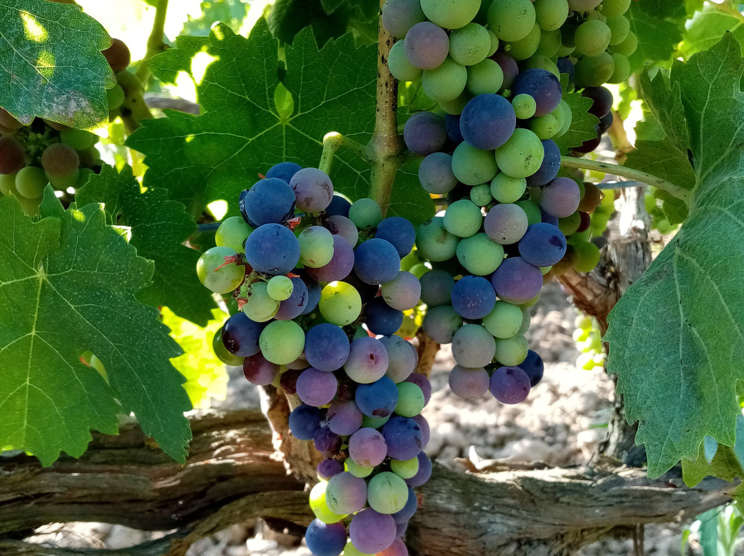 Azienda Agricola Liaci-Veglie必去景点