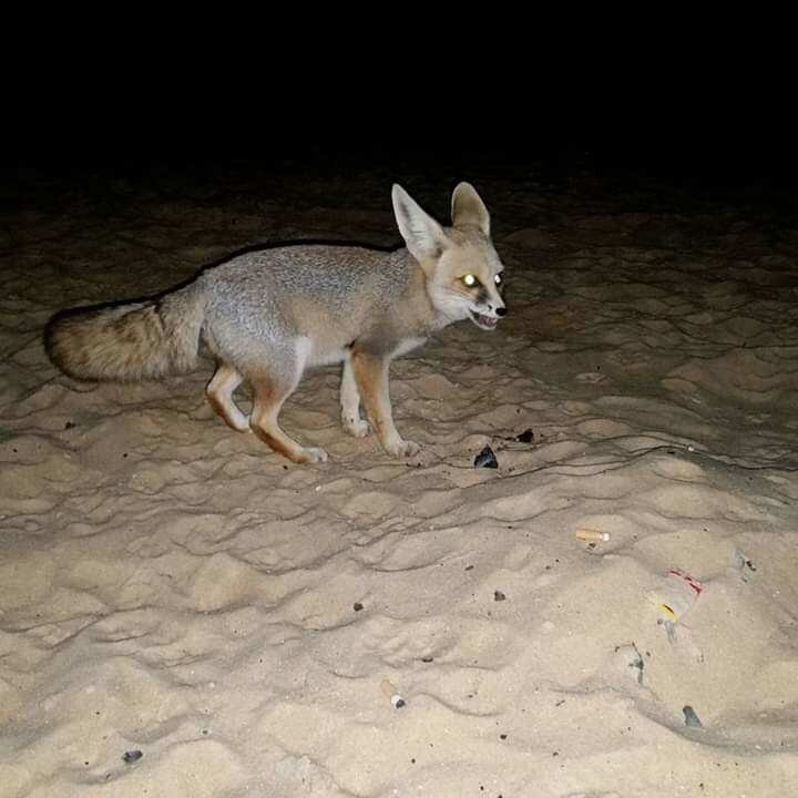 Bahariya Oasis Desert