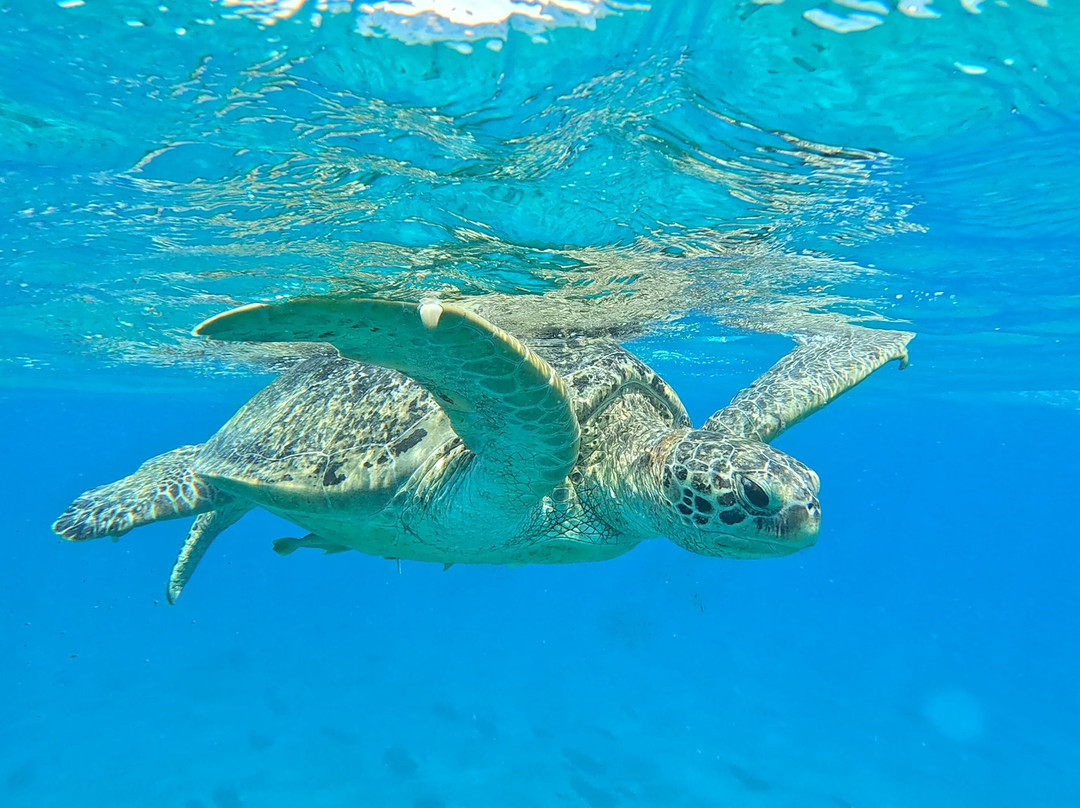 Marsa Alam Tours-马萨阿拉姆必去景点