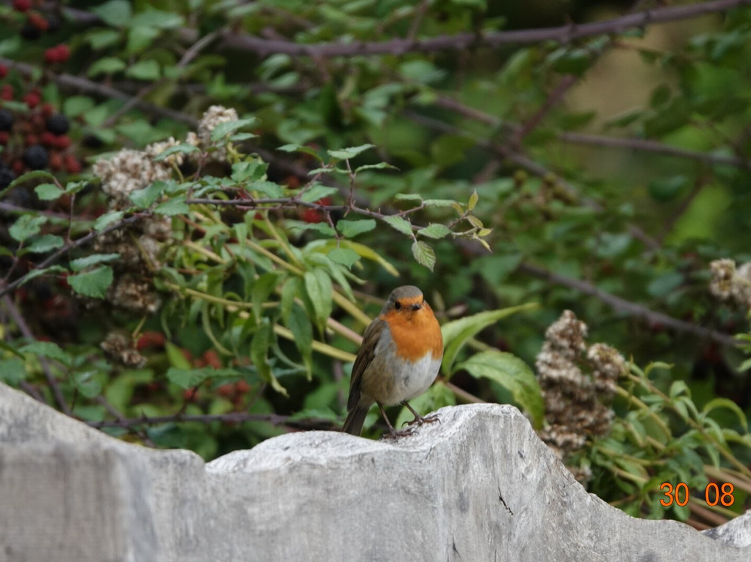 Pulborough Brooks RSPB-Pulborough必去景点