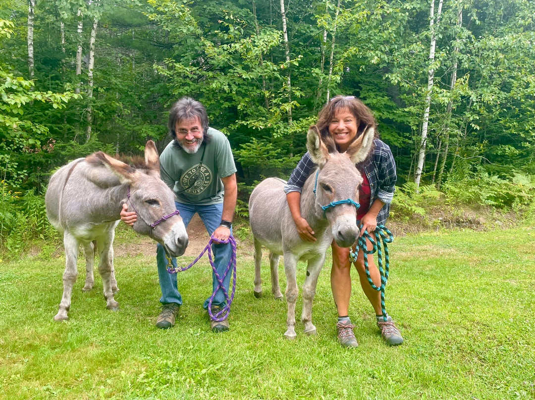 Downeast Donkey Walks