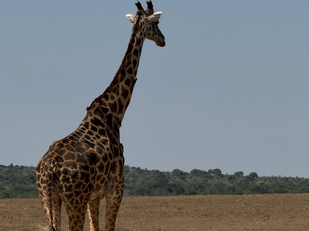 Maasai Mara National Reserve-纳罗克必去景点