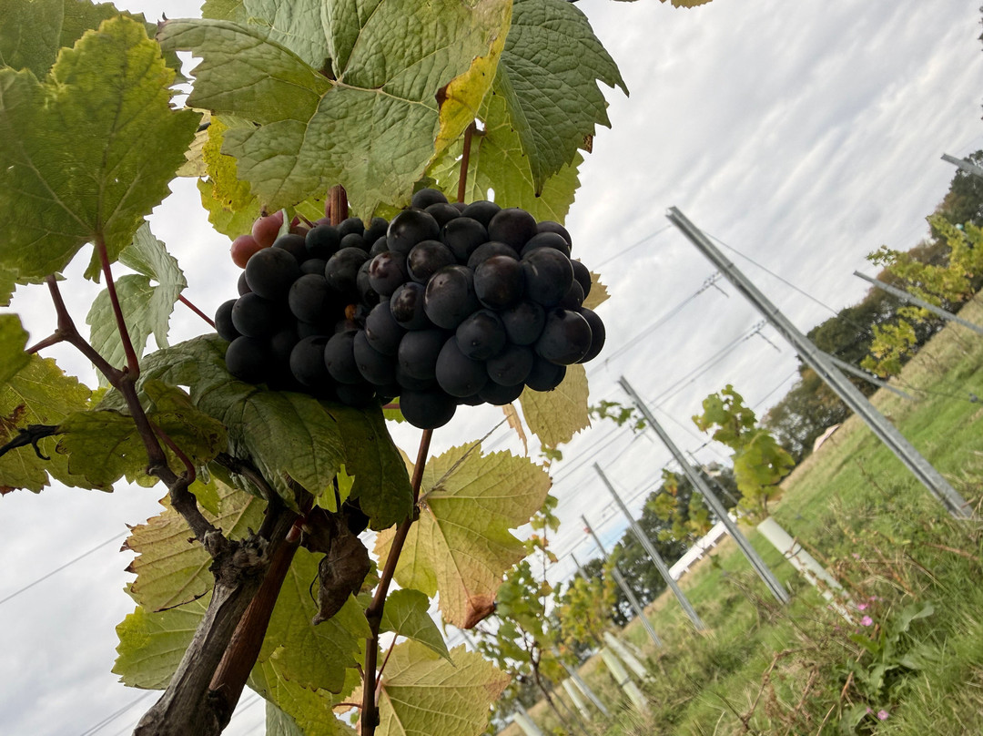 Wayfarer Wines-Woodchurch必去景点