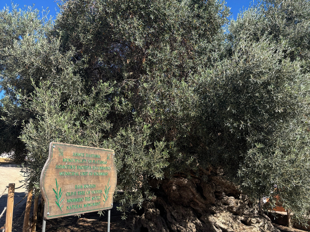 Olive Tree Museum of Vouves-Vouves必去景点