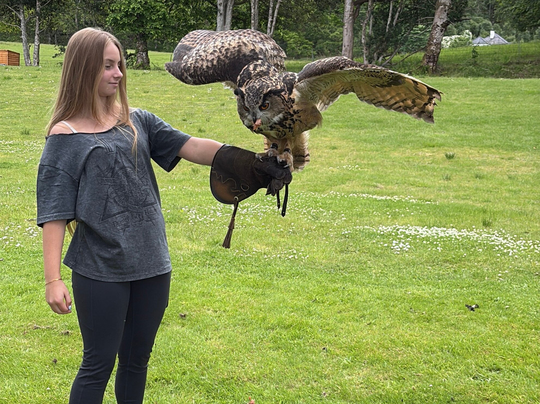 Shieldaig Falconry-盖尔洛赫必去景点