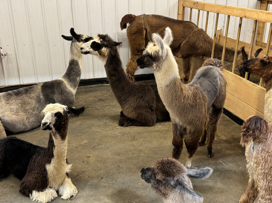 Ellaberry Llama Farm-亨德森维尔必去景点