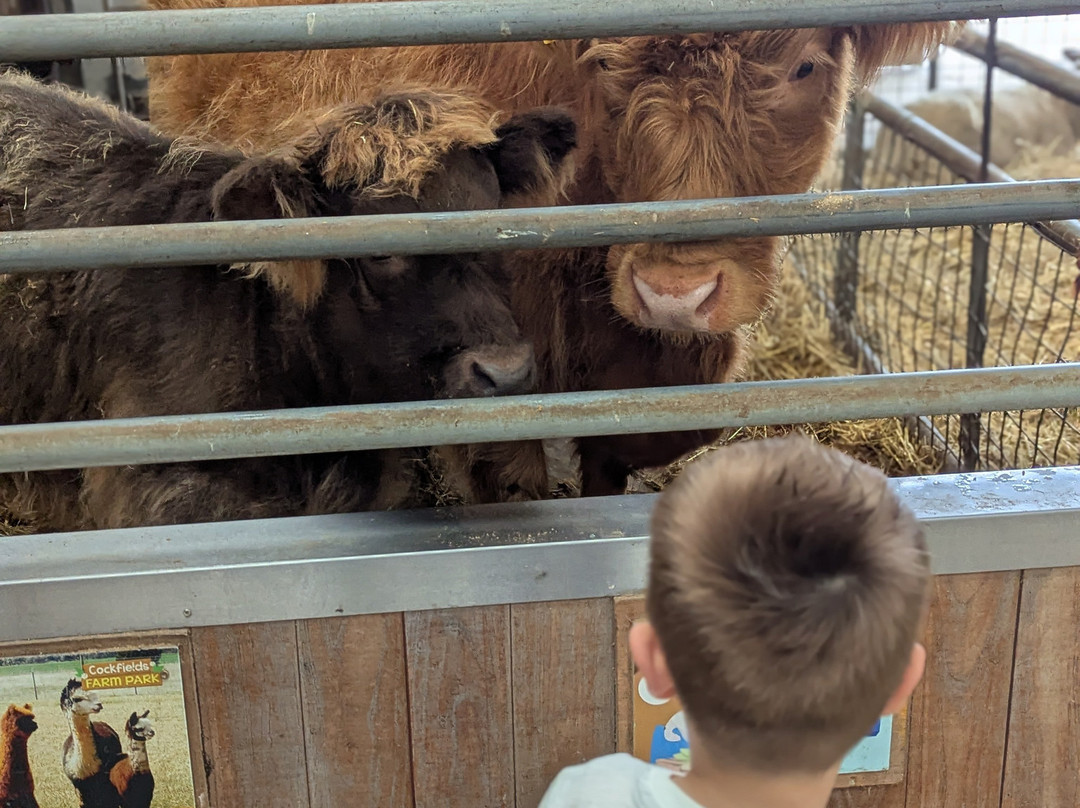 Cockfields Farm Park-Ashton-under-Lyne必去景点