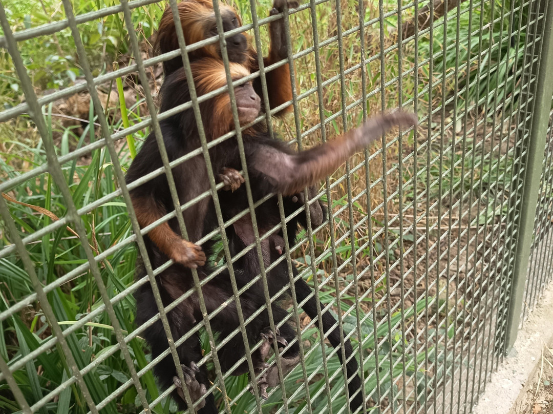 Zoo African Safari-Plaisance-du-Touch必去景点