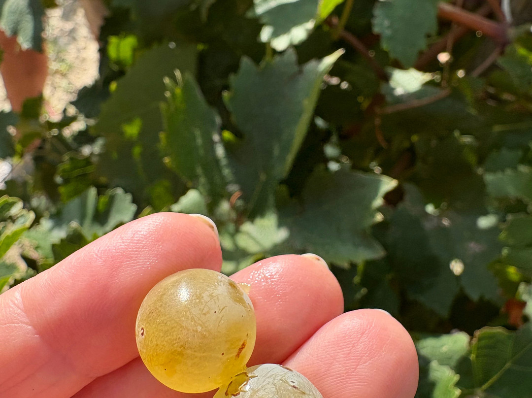 Domaine du trapadis-Rasteau必去景点