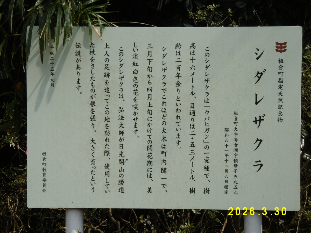 The weeping cherry tree at Tanomoshi Yakushido Temple