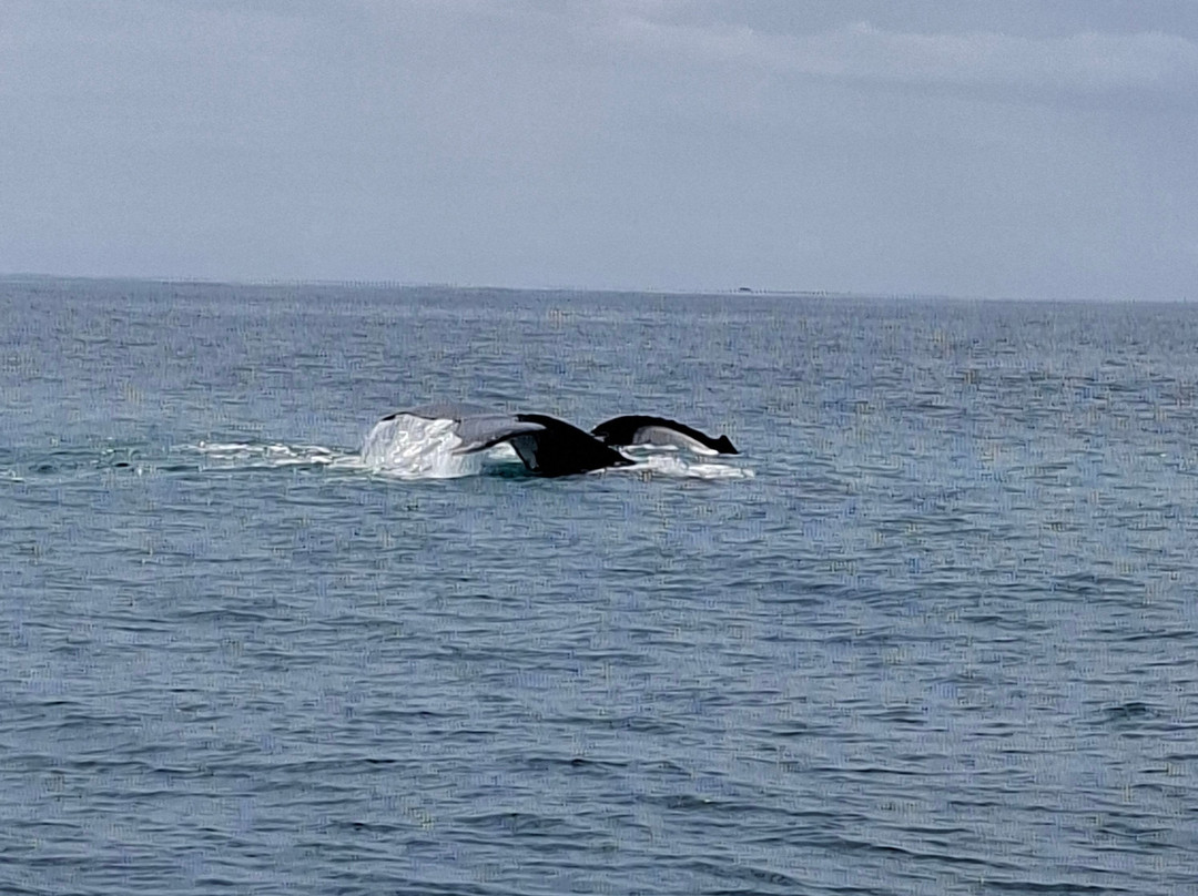Whales Sunshine Coast-Buddina必去景点