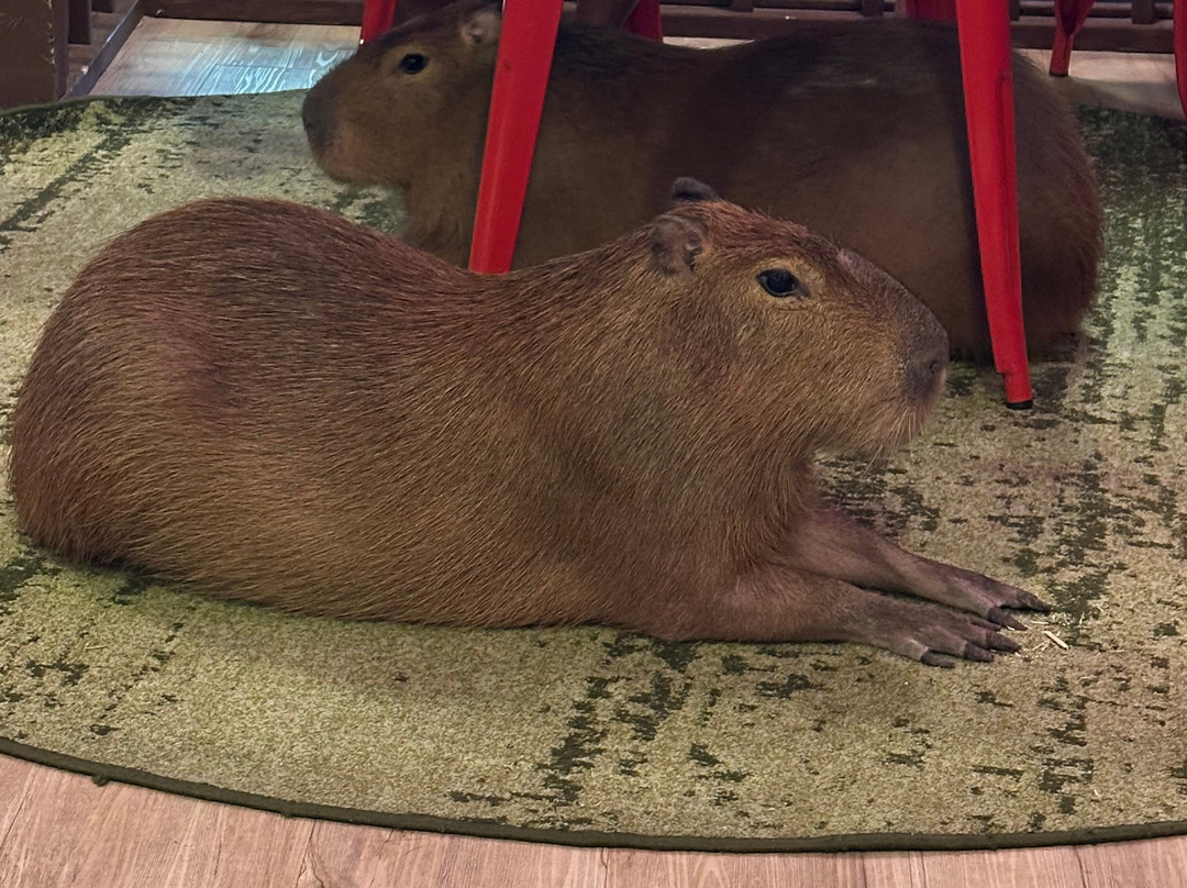 Wild Encounters - A Capybara Cafe-巴拿马城海滩必去景点