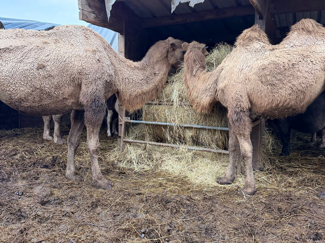 Les Animaux De Fairytale