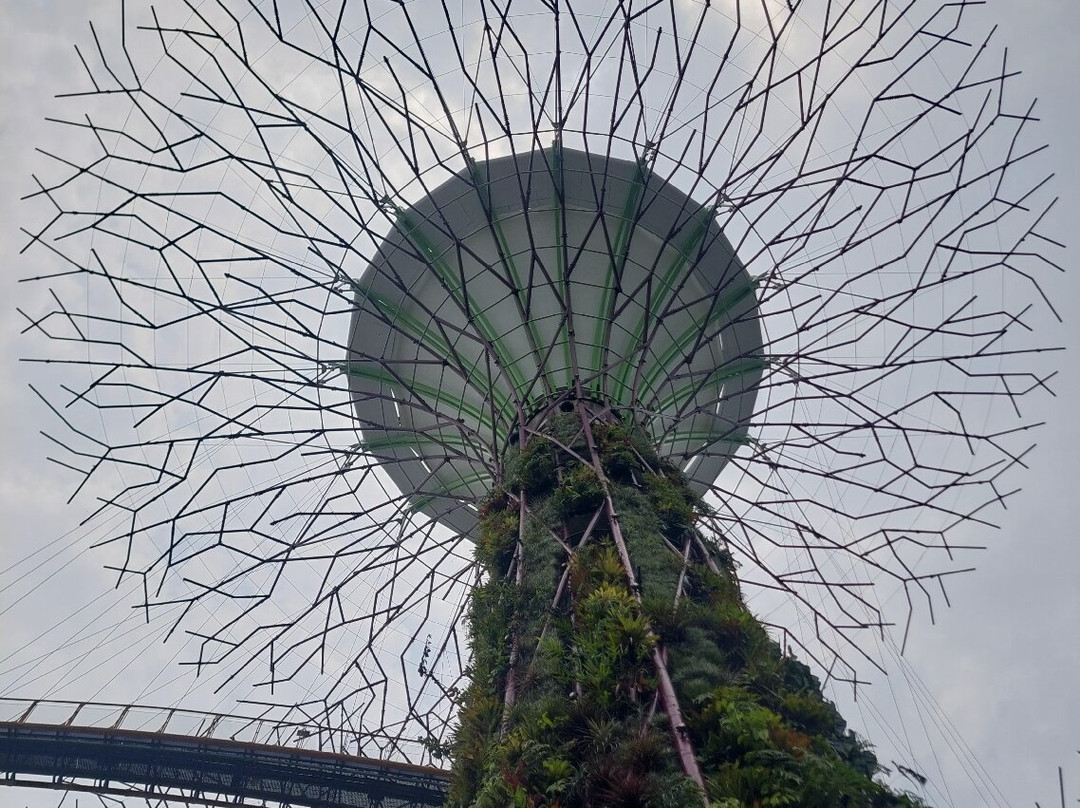 擎天树丛-新加坡必去景点