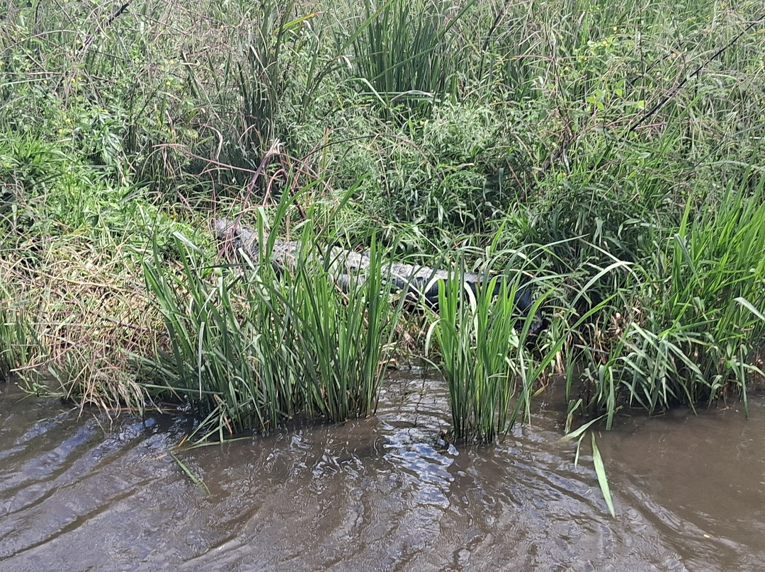 Ragin Cajun Airboat Tours-新奥尔良必去景点