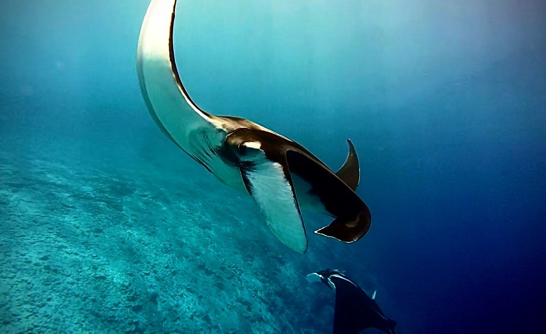 Pelagic Divers Fuvahmulah-Fuvahmulah必去景点