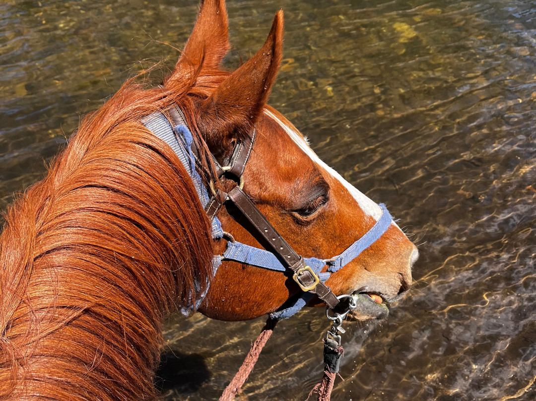 Watson's Mountain Country Trail Rides - Day Tours-曼斯菲尔德必去景点