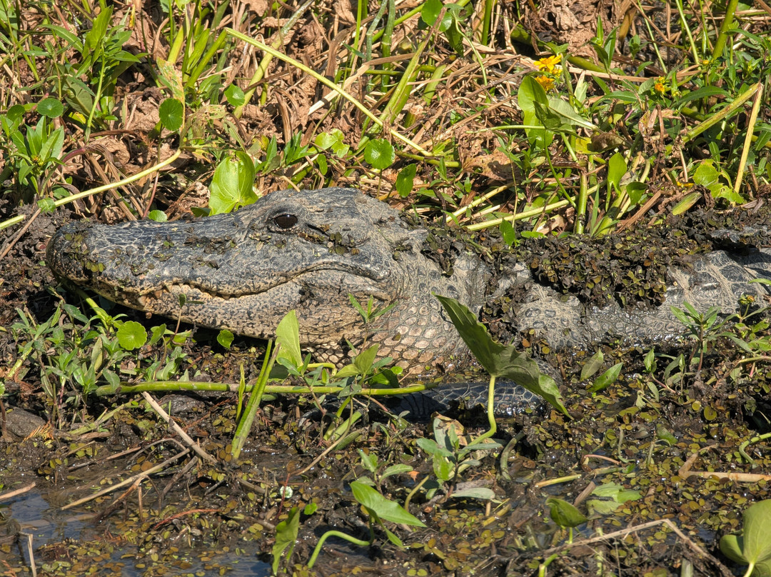 Cajun Country Swamp Tours-布里奥克斯桥必去景点