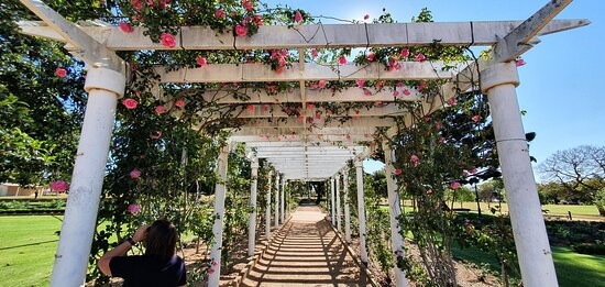 Newtown Park & Queensland State Rose Garden景点图片