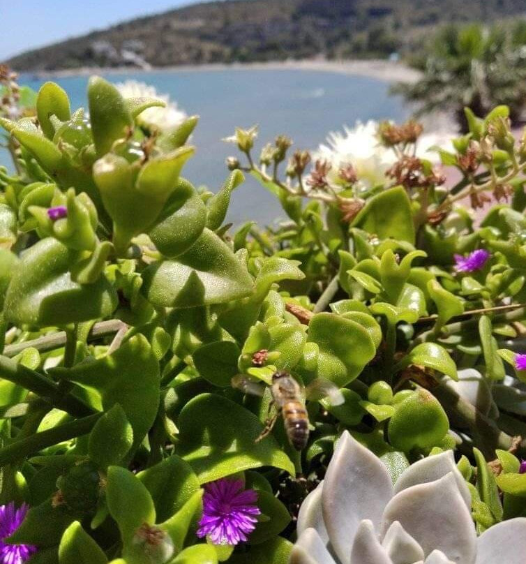 Paralia Agias Marinas景点图片