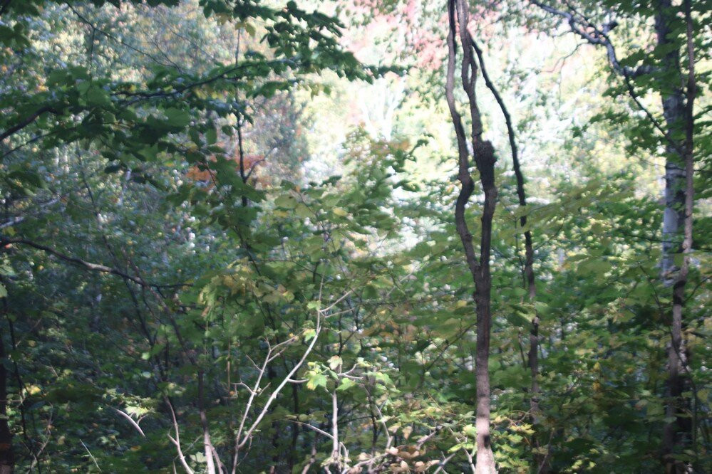 Nottawasaga Lookout Provincial Nature Reserve