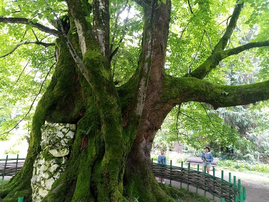 Sukhumi Botanical Garden景点图片