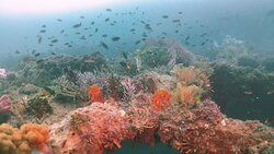 Rick's Dive School-希望岛必去景点