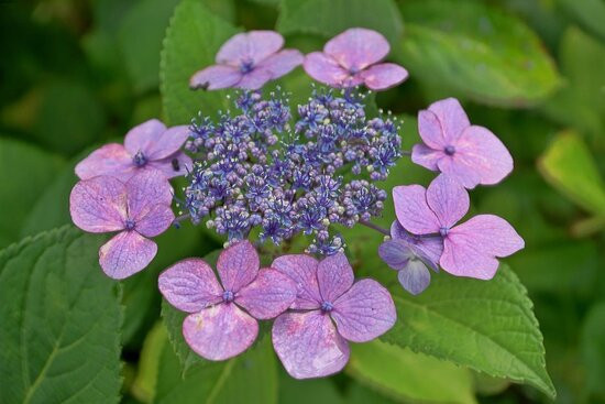 Tamamizu Lily Hydrangea Garden景点图片