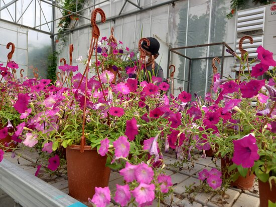 World Flower Botanical Garden-牙山市必去景点