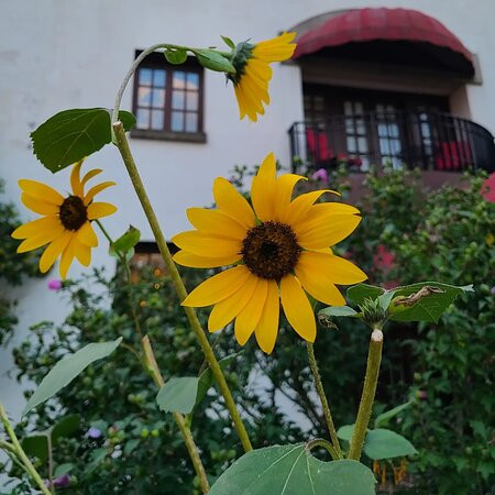 塔楼温泉度假村主图