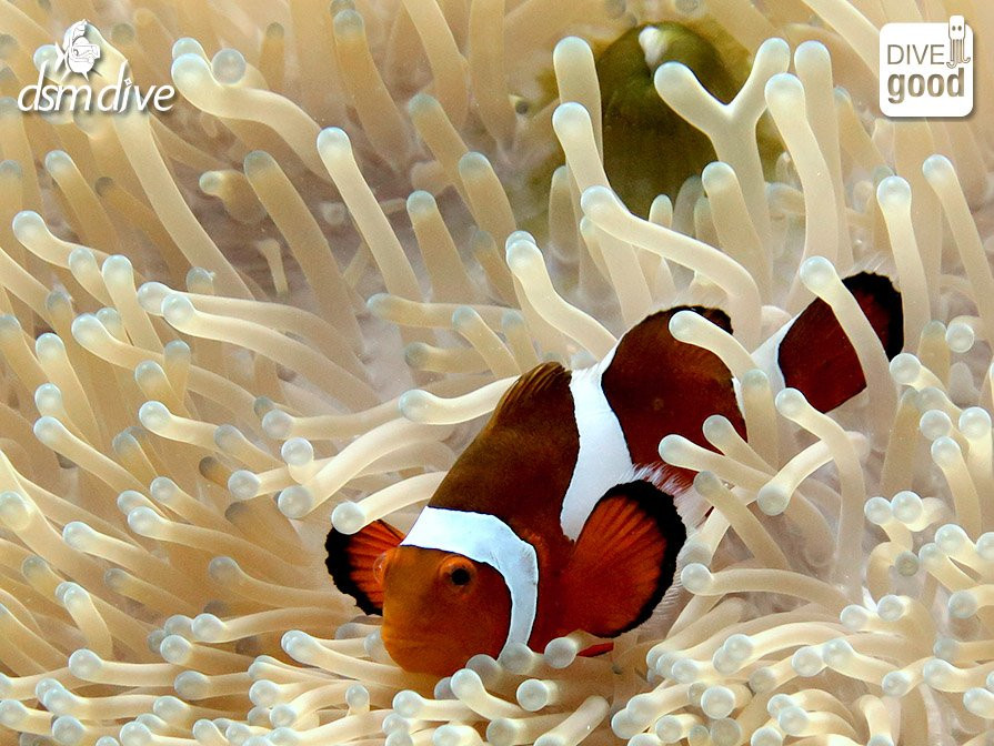 DSM Dive - Gili Trawangan景点图片