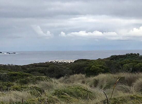Point Danger Gannet Colony-波特兰必去景点