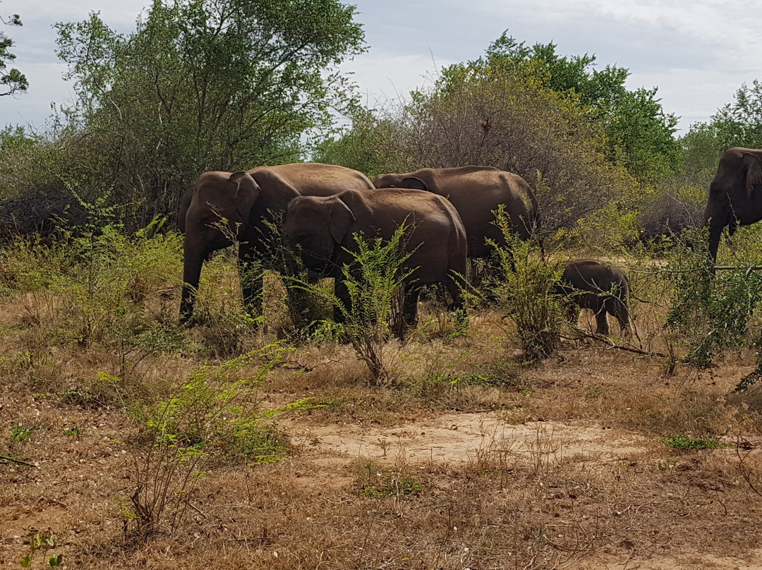 Visit Udawalawe National Park景点图片