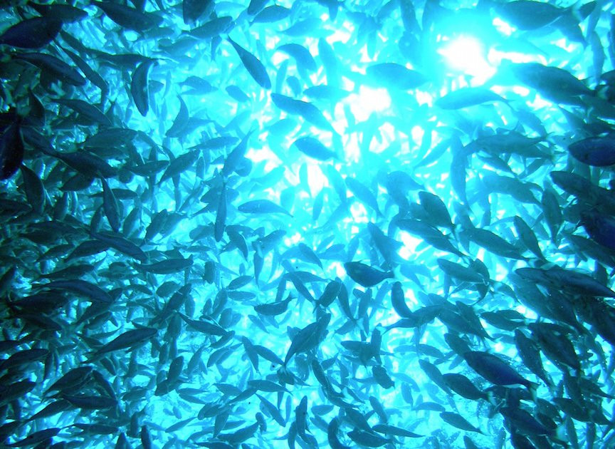 Howth School of Fish-霍斯必去景点