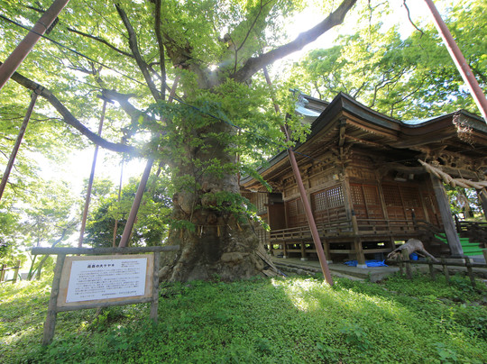 Keyaki of Otakamori-新泻市必去景点