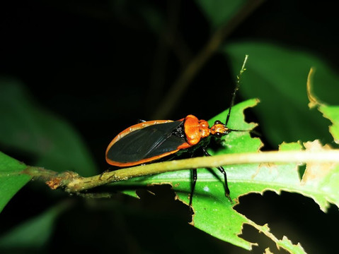Jungle Night Tour Manuel Antonio-哥斯达黎加安东尼奥国家公园必去景点
