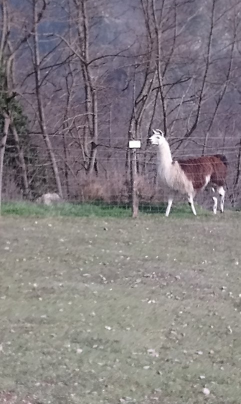 La Ferme des Lamas-Auzat必去景点