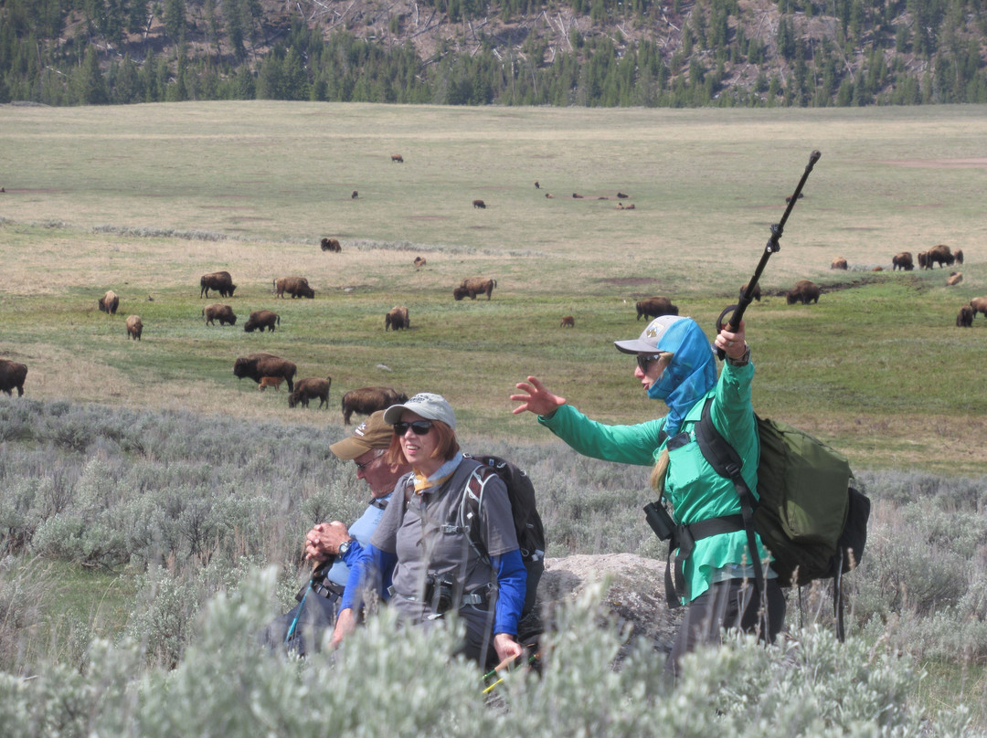 Yellowstone Hiking Guides景点图片