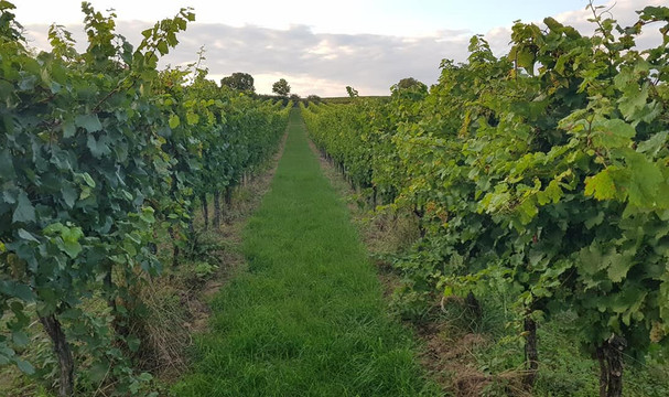 Weingut Und Straußenfarm Wimmer