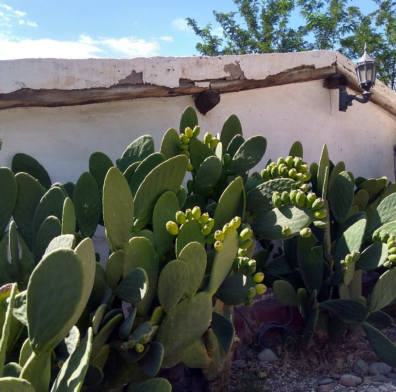 Laberinto De Borges-圣拉斐尔必去景点