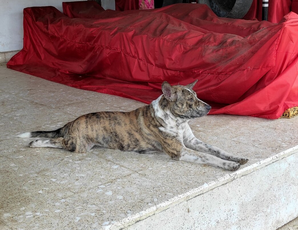 The Royal Puri Anyar Kerambitan-达巴南必去景点