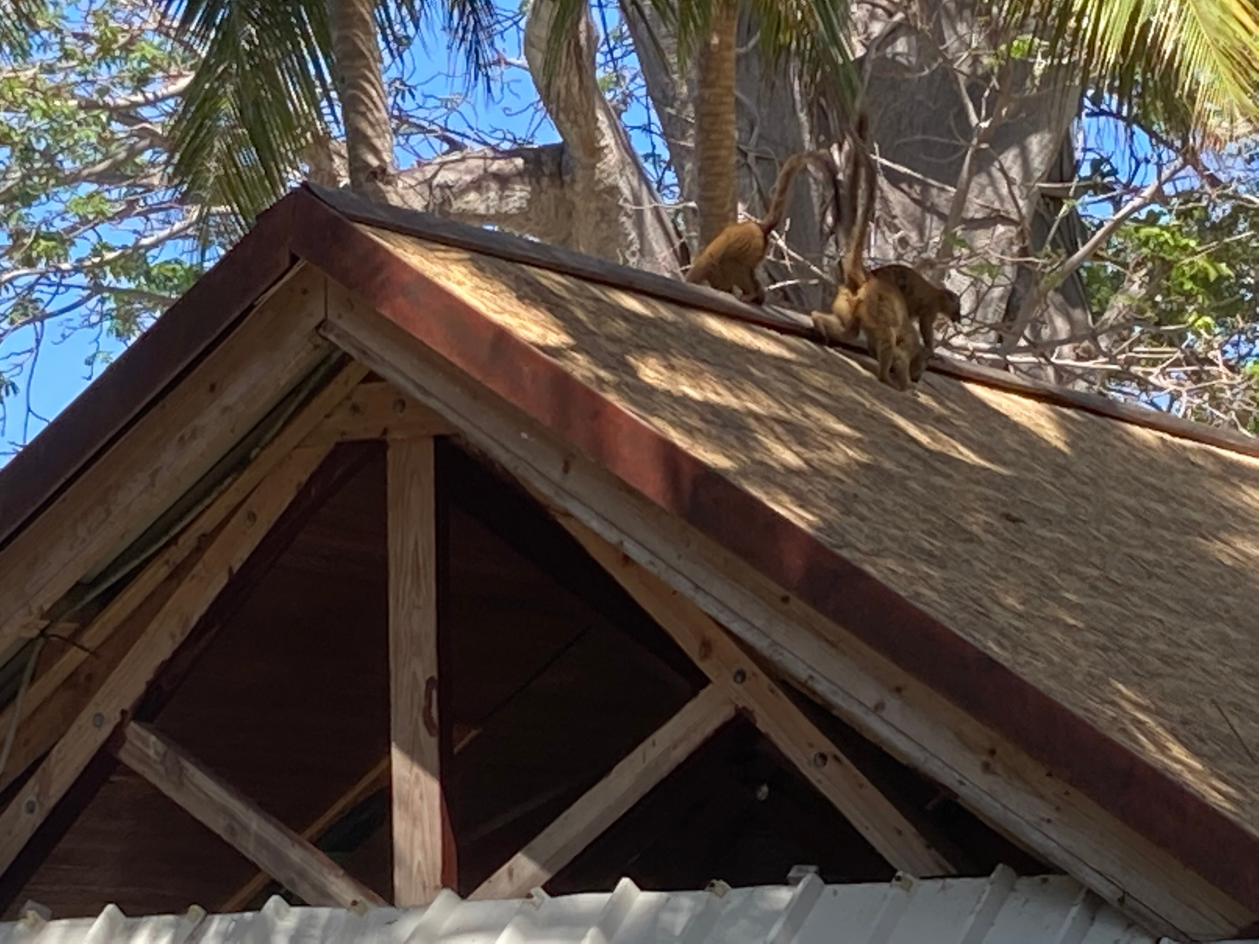 Le Jardin Maore-泳池