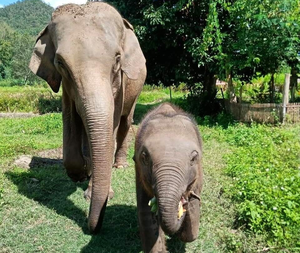Chiangmai Elephant Home-清迈必去景点