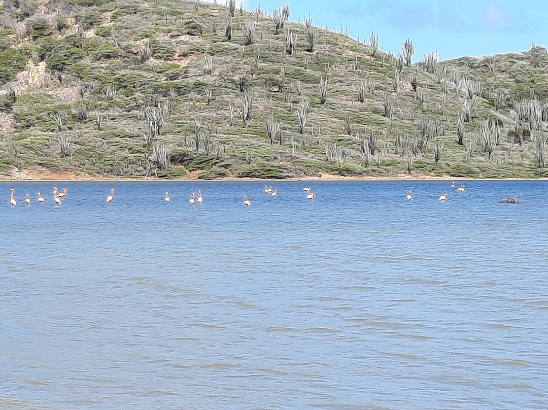 Bonaire National Marine Park-Kralendijk必去景点