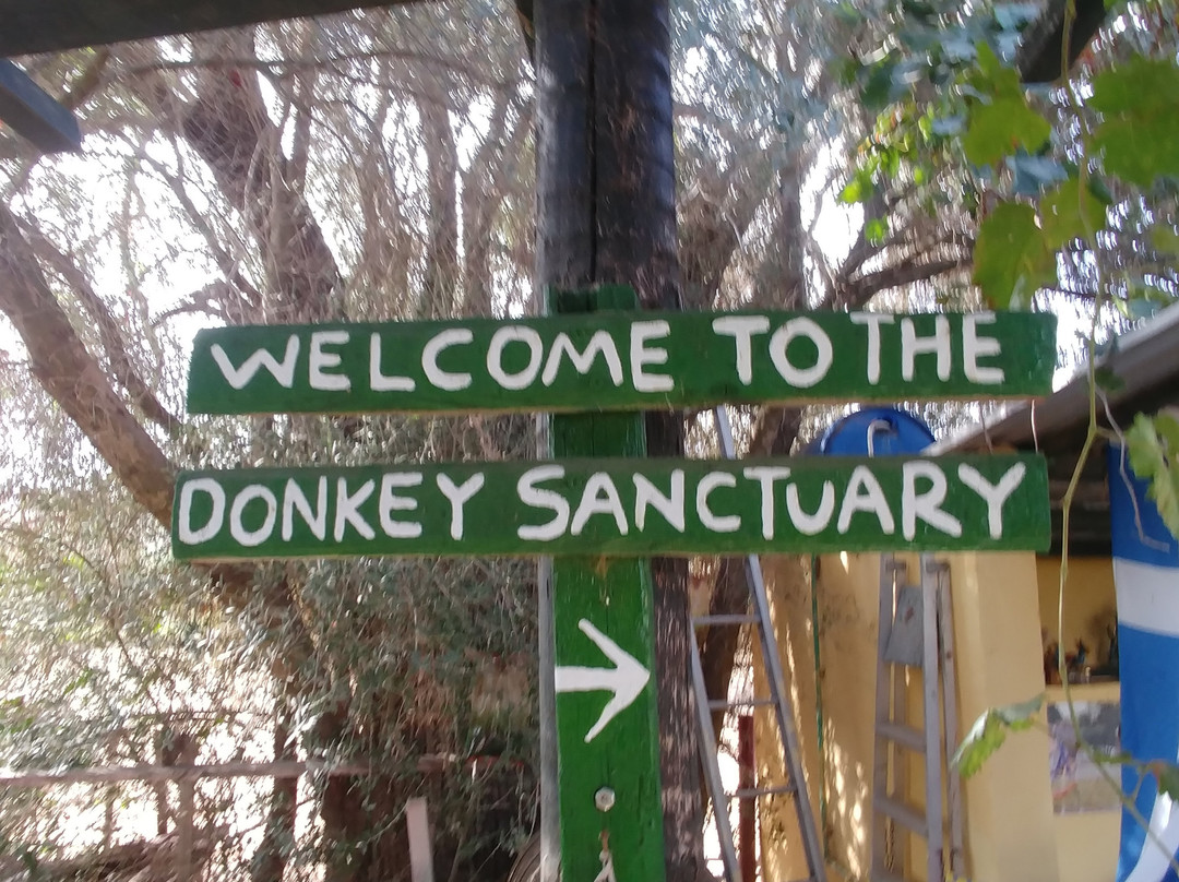 Agia Marina Donkey Rescue Sanctuary景点图片