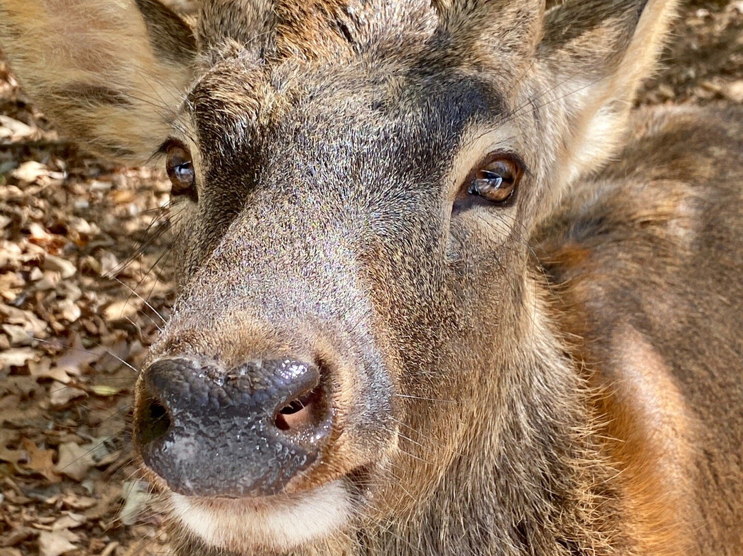 Cherokee Trace Drive-Thru Safari-Jacksonville必去景点