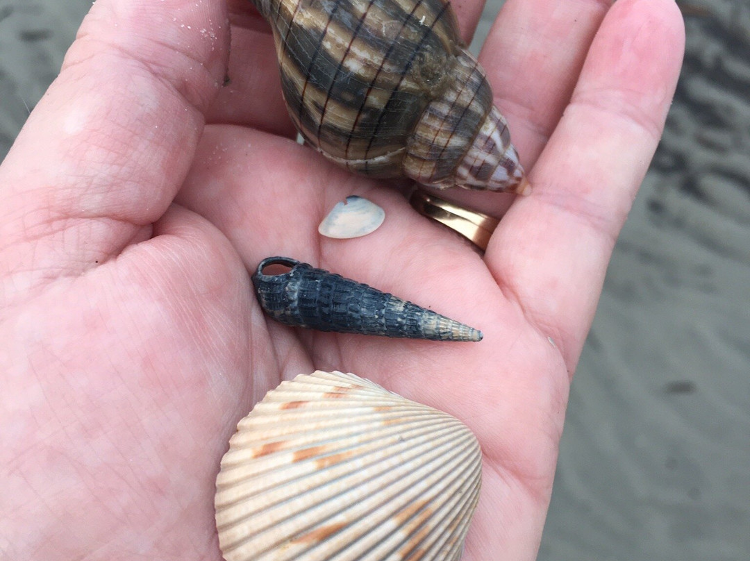 Historic Mitchelville Freedom Park-希尔顿头岛必去景点