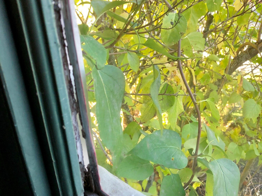 Whitehall Mansion Inn主图