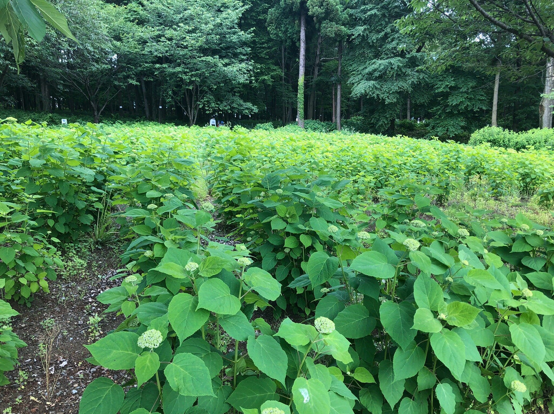 Sagamihara Kita Park-相模原市必去景点