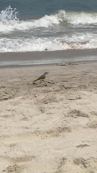 Camburi Beach景点图片